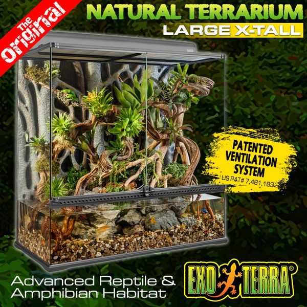 Terrarium pour Phelsuma grandis